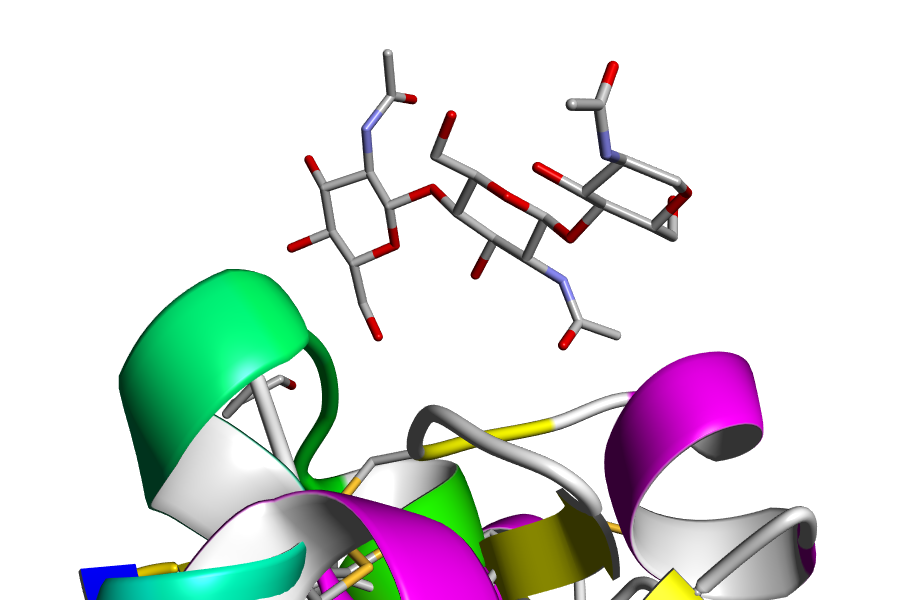 Lectins, PDB:1ENM